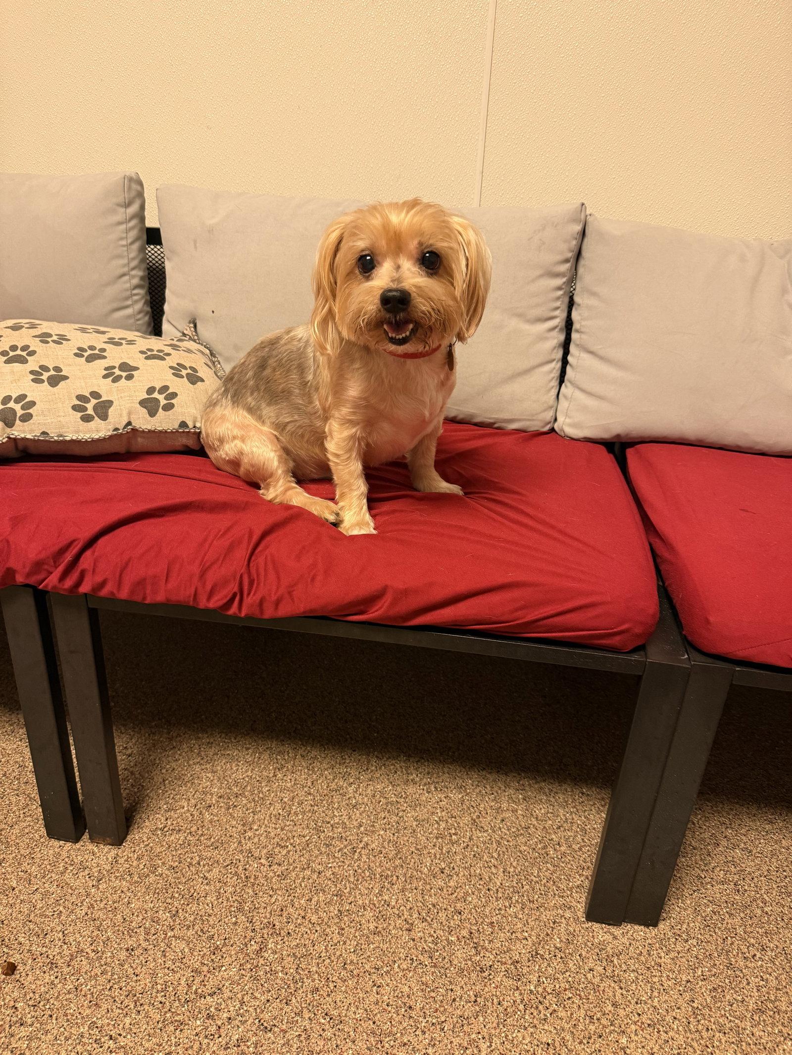 Enlarge Santiago FH, a Adopted Yorkshire Terrier in Sanford, FL image 2/2