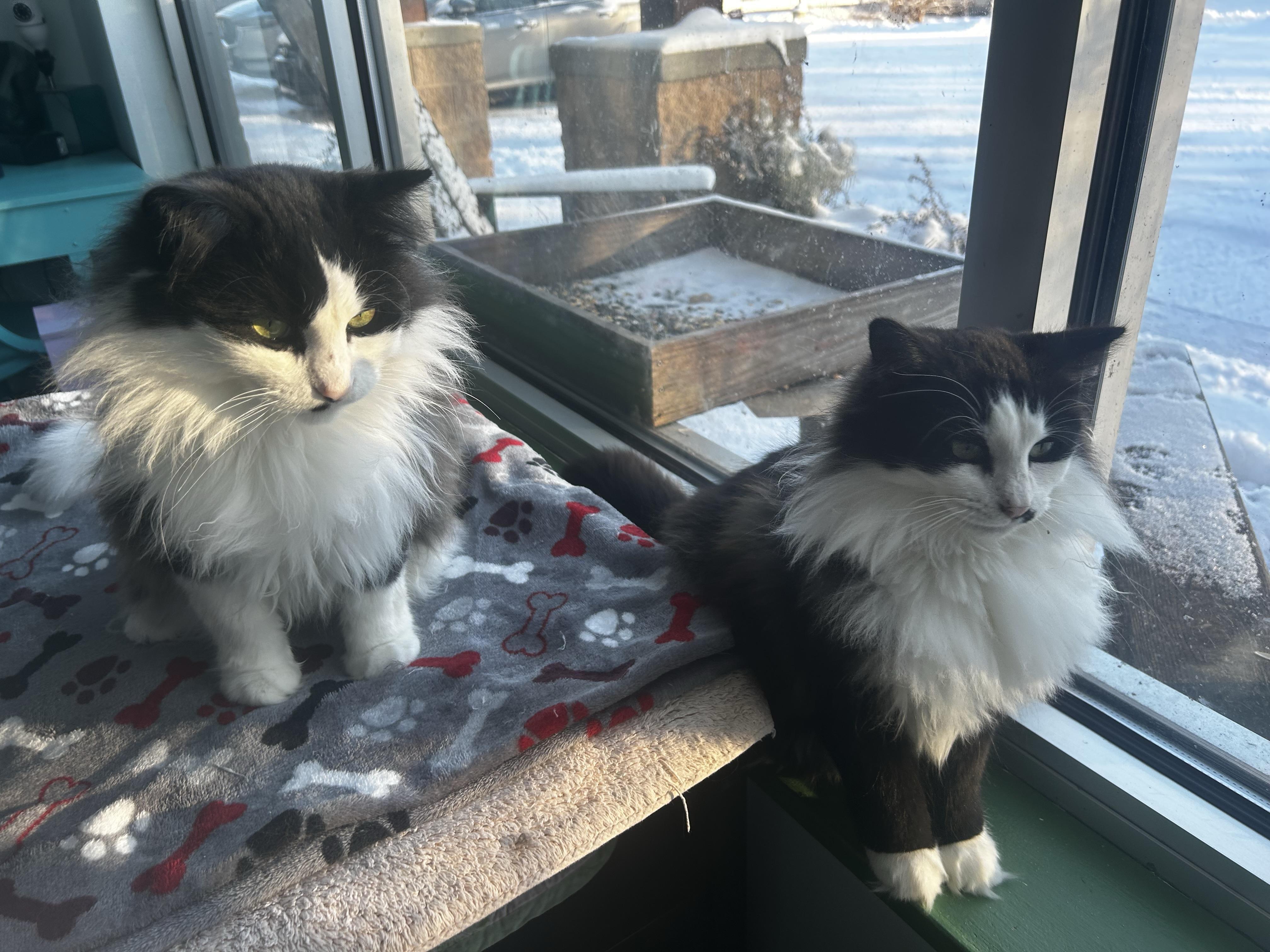 Enlarge Tilly and Smudge, a Adoptable Domestic Long Hair in Grand Rapids, MI image 6/6