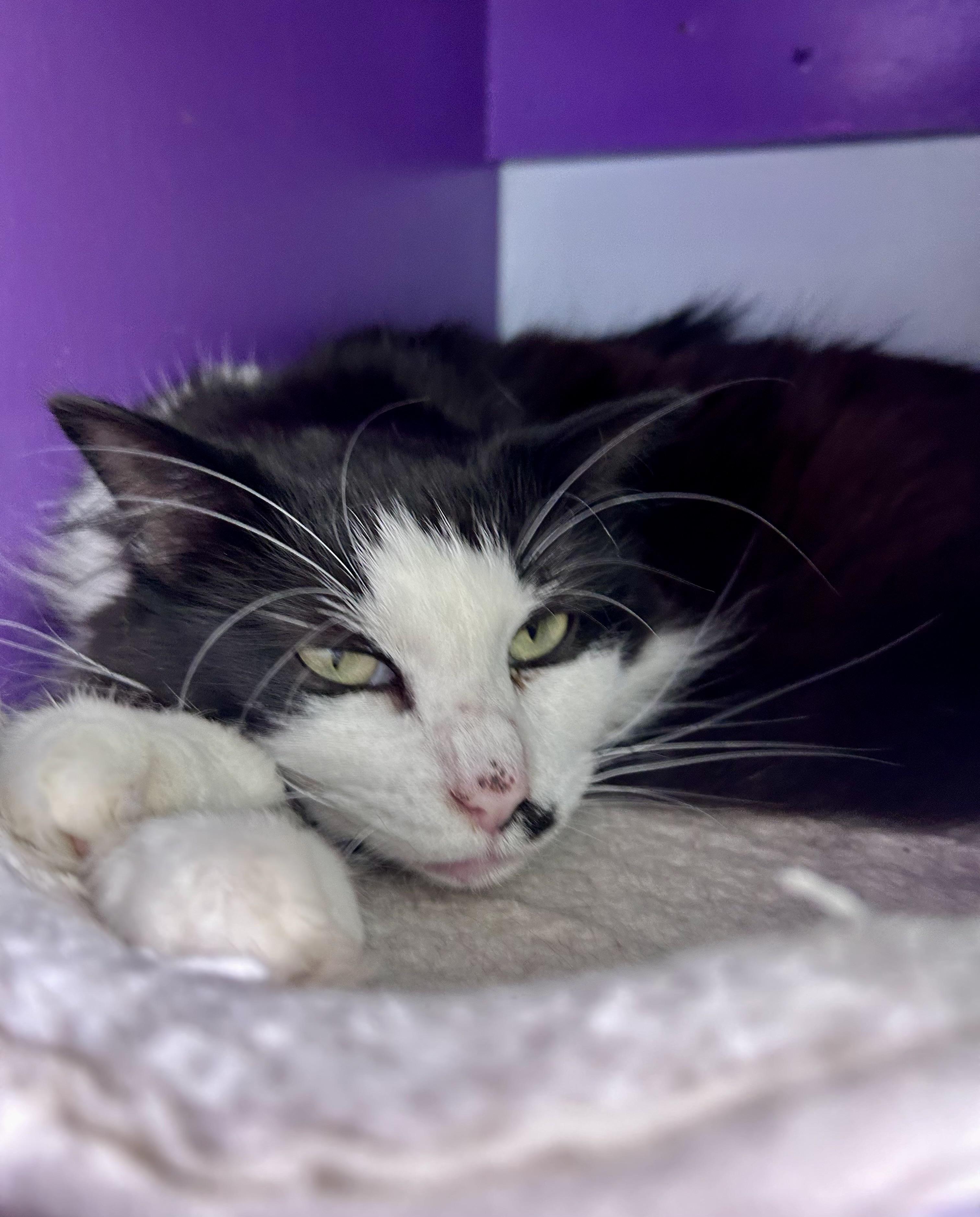 Enlarge Tilly and Smudge, a Adoptable Domestic Long Hair in Grand Rapids, MI image 3/6