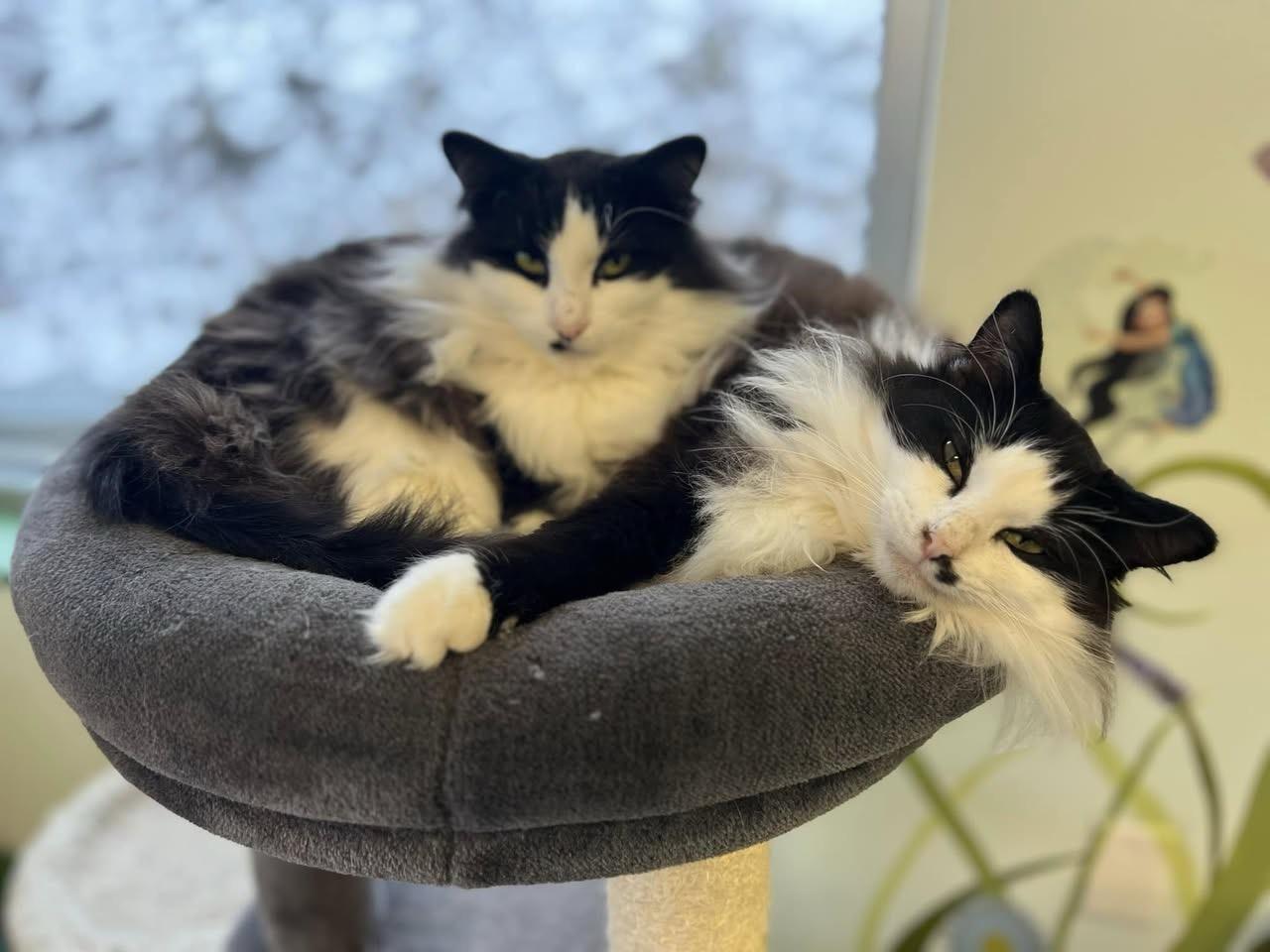 Enlarge Tilly and Smudge, a Adoptable Domestic Long Hair in Grand Rapids, MI image 1/6