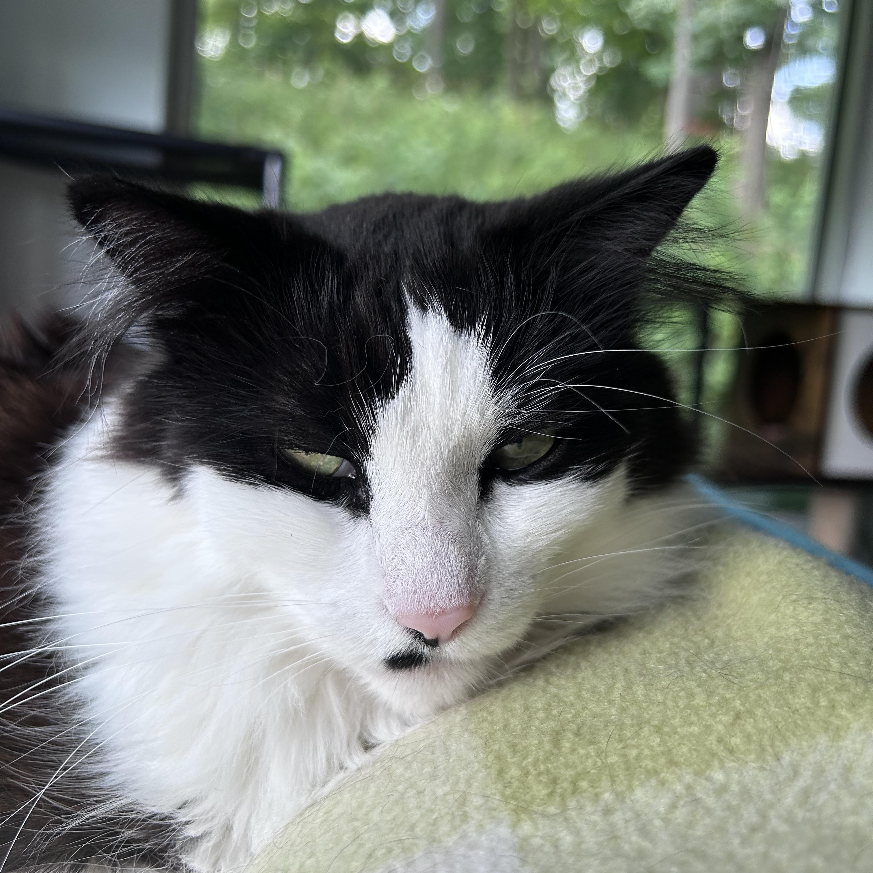 Enlarge Tilly and Smudge, a Adoptable Domestic Long Hair in Grand Rapids, MI image 5/6