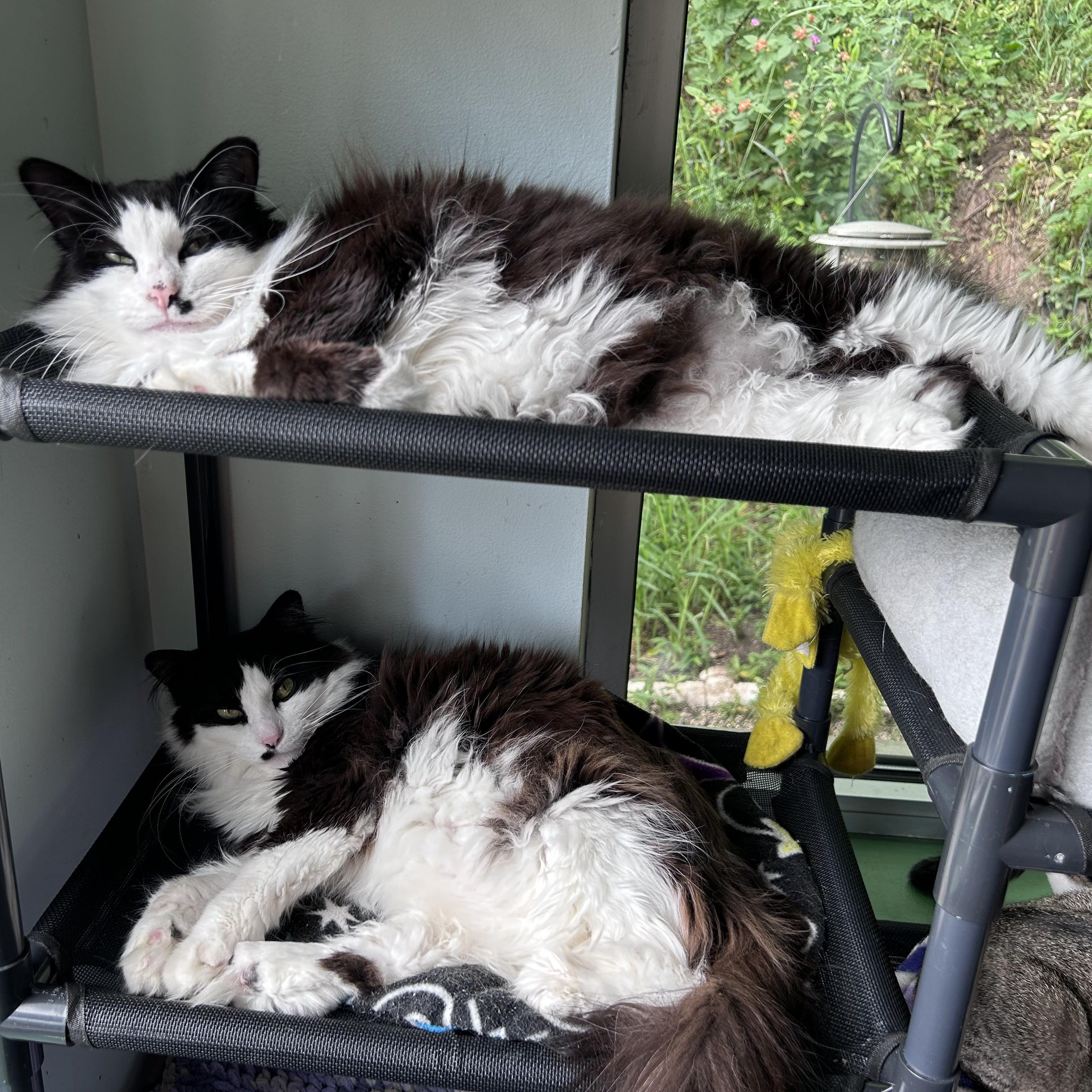Tilly and Smudge, Adoptable, Adult Male Domestic Long Hair.