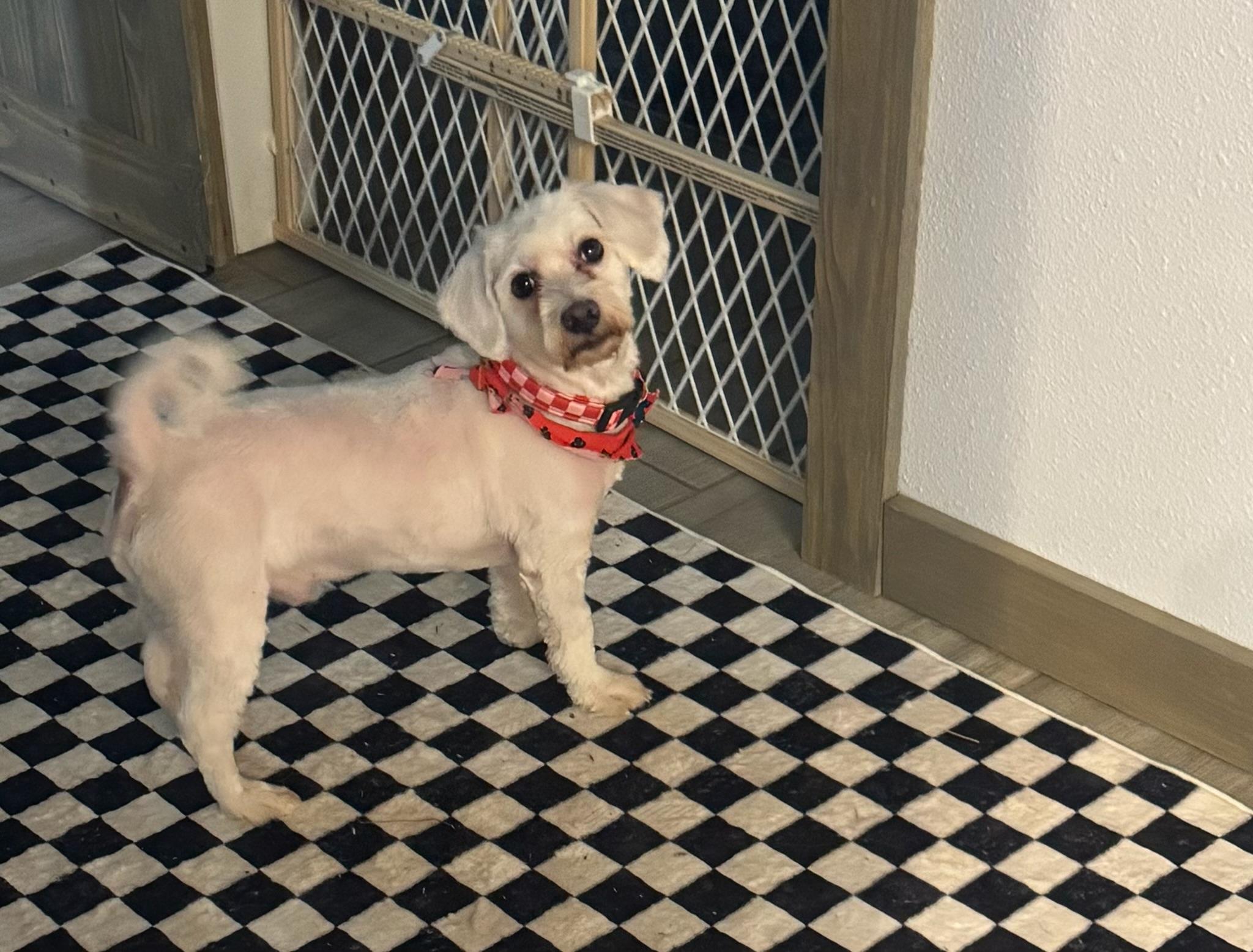 Enlarge Diesel , a ADOPTABLE Coton de Tulear in Garland, TX image 2/3
