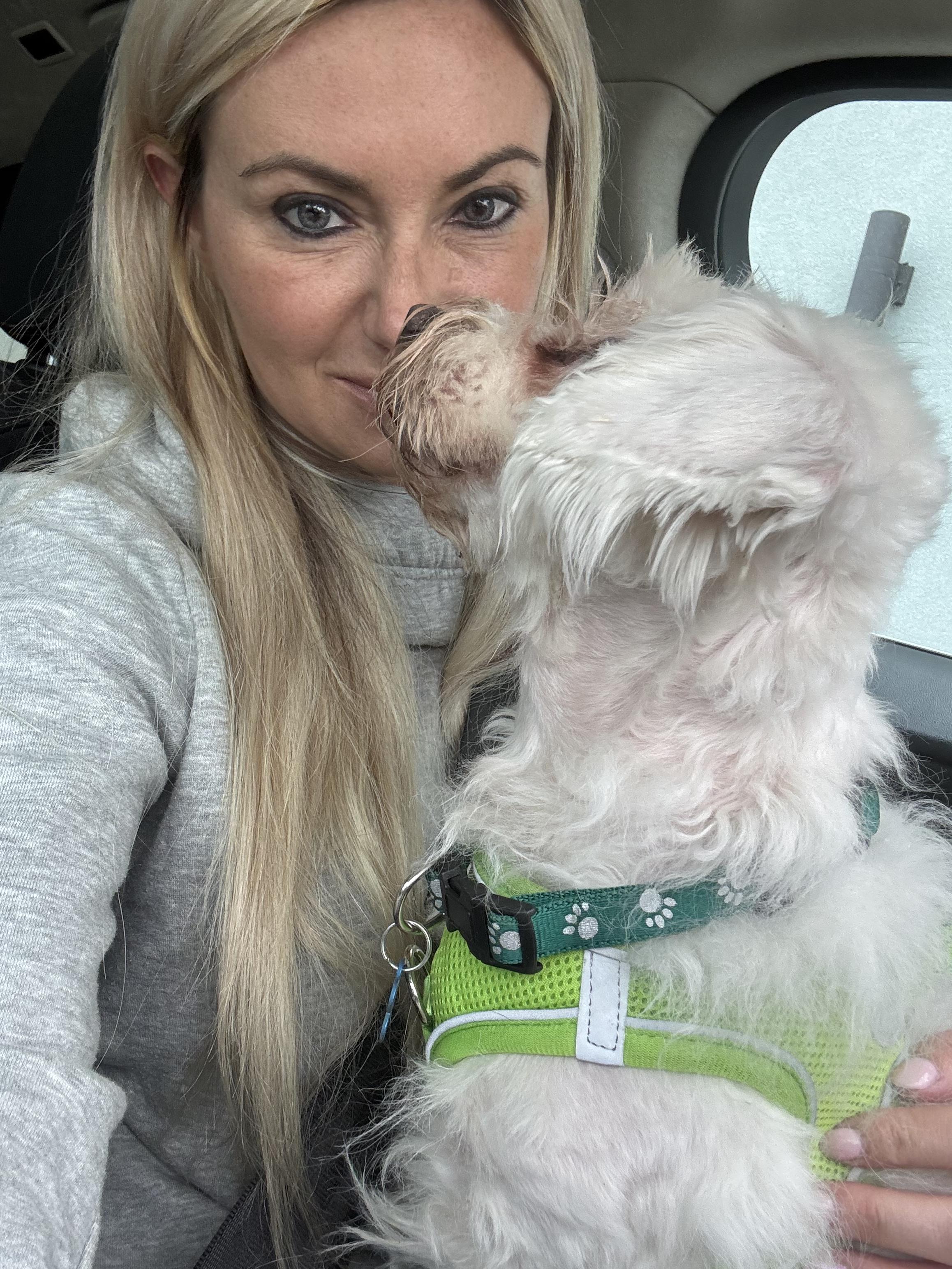 Enlarge Diesel , a ADOPTABLE Coton de Tulear in Garland, TX image 3/3