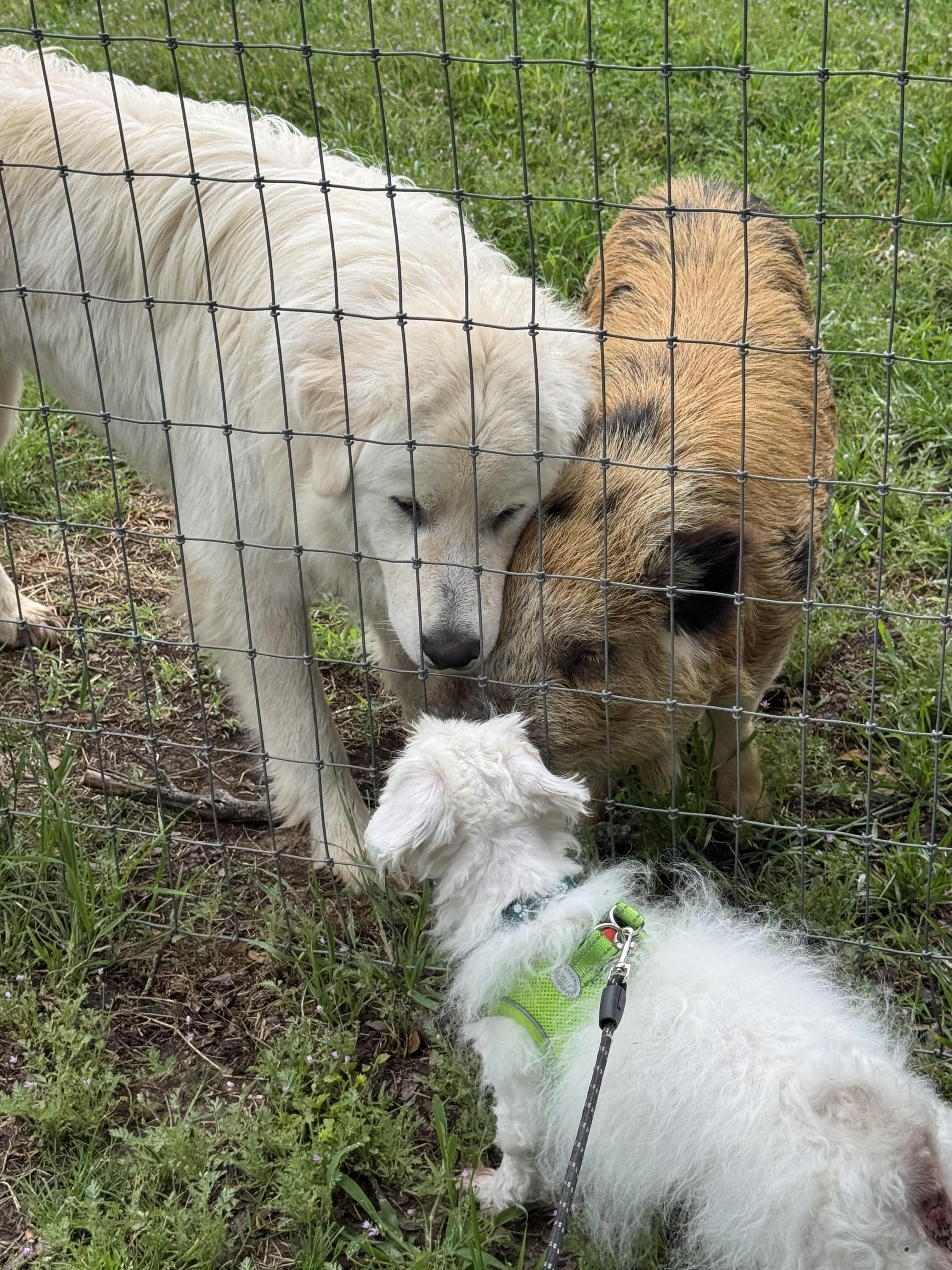 Enlarge Diesel , a ADOPTABLE Coton de Tulear in Garland, TX image 1/3