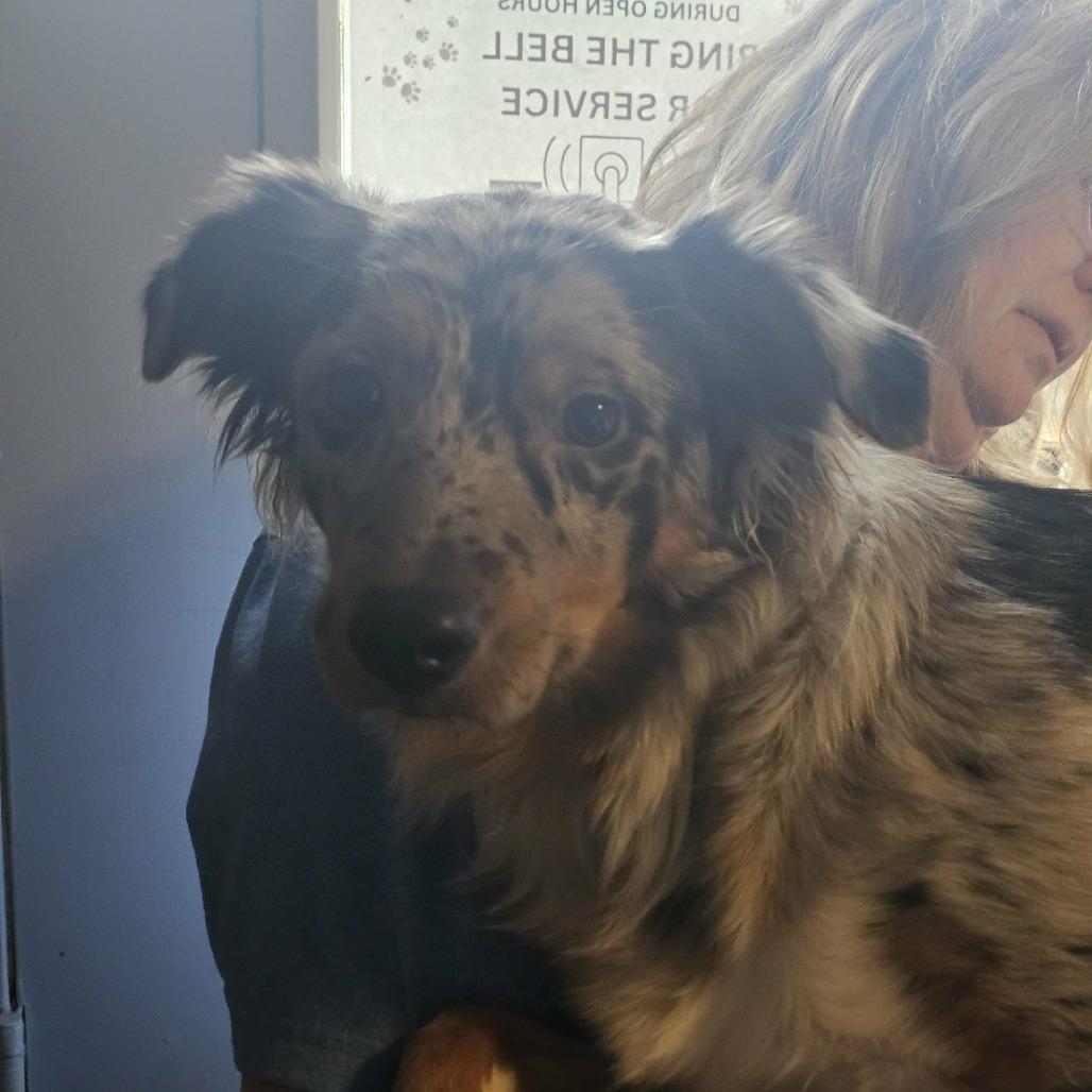 Enlarge TNGC-Stray-1021, a Adoptable Australian Shepherd in Pulaski, TN image 1/1