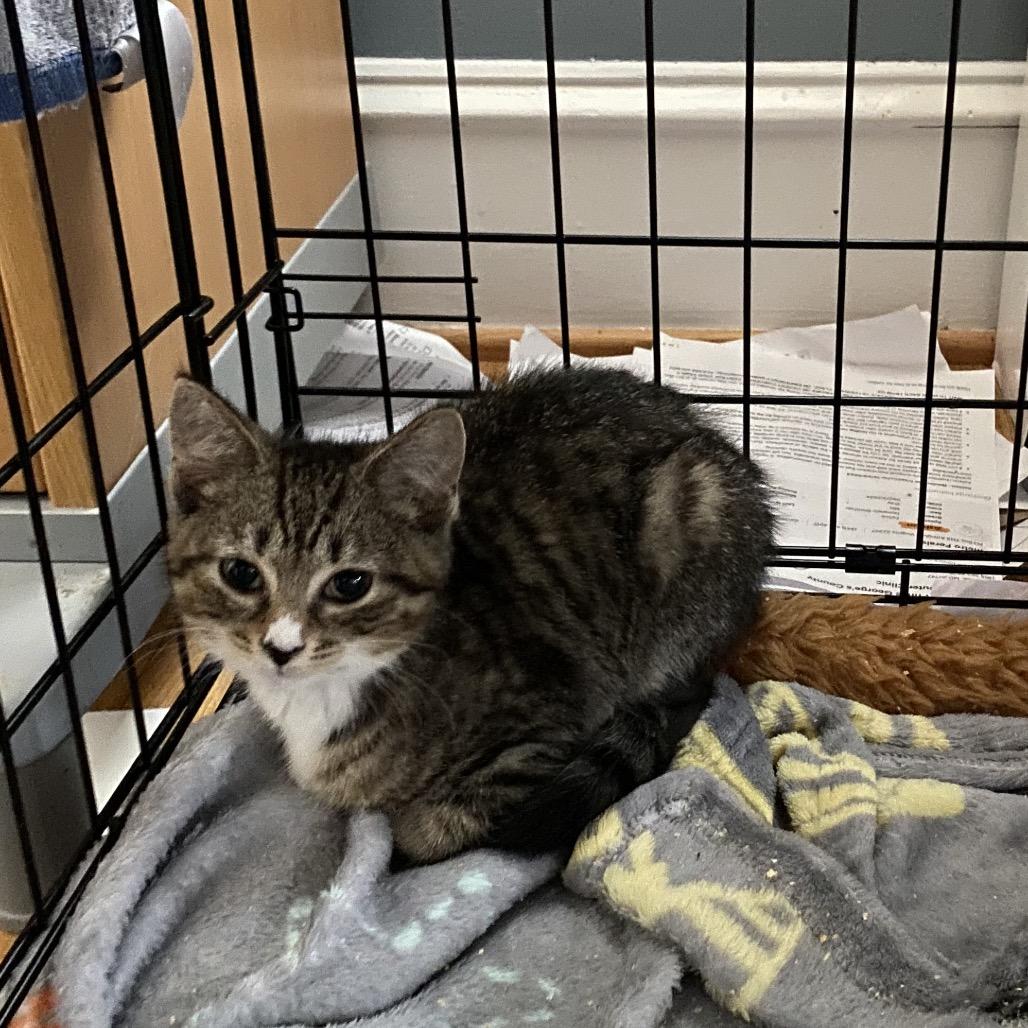 Percy, Adoptable, Kitten Male Domestic Short Hair.