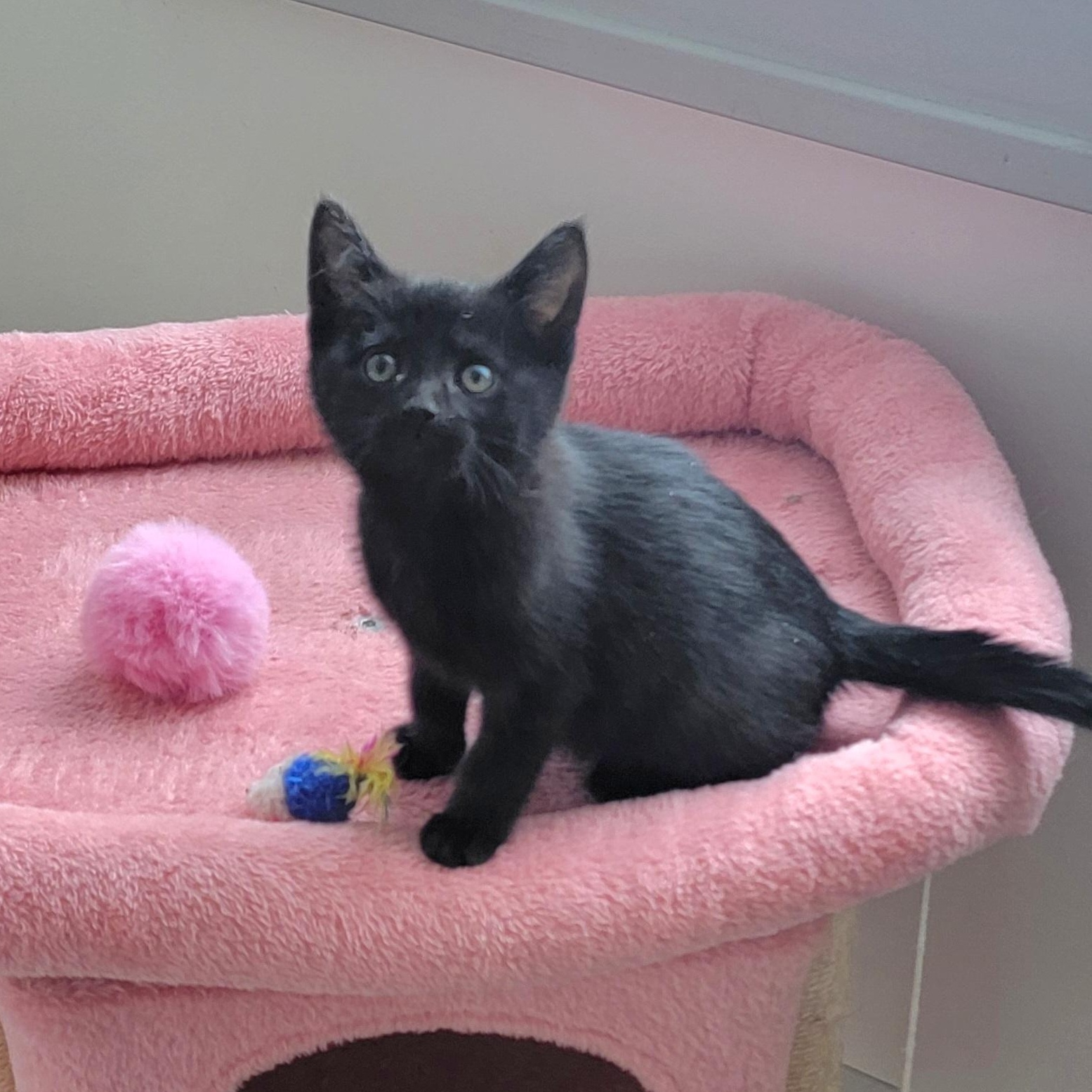 Enlarge Venus , a ADOPTABLE Domestic Short Hair in Wyandotte, MI image 2/6