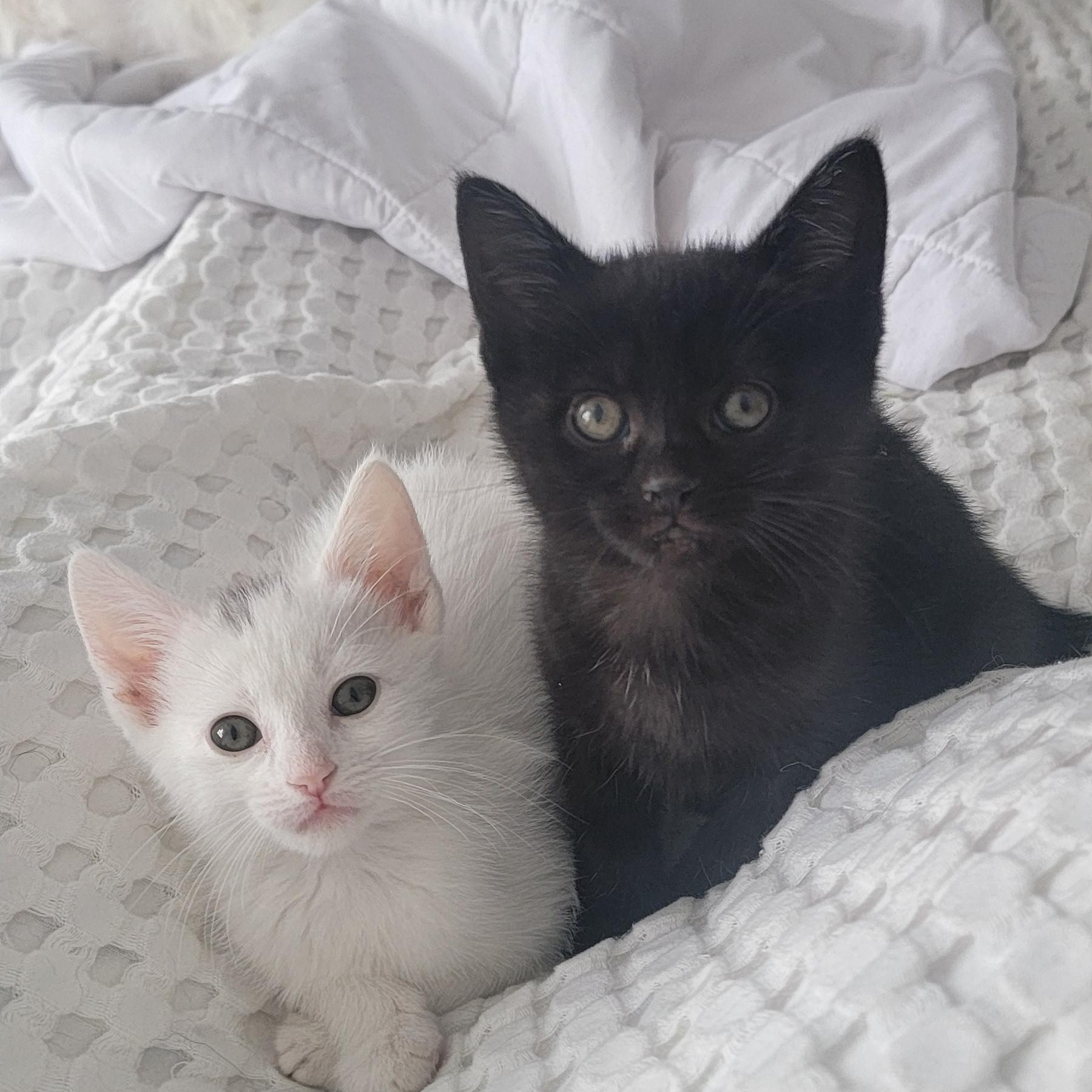 Enlarge Venus , a ADOPTABLE Domestic Short Hair in Wyandotte, MI image 5/6