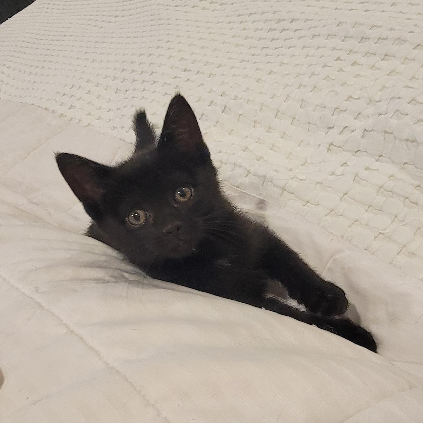 Enlarge Venus , a ADOPTABLE Domestic Short Hair in Wyandotte, MI image 3/6