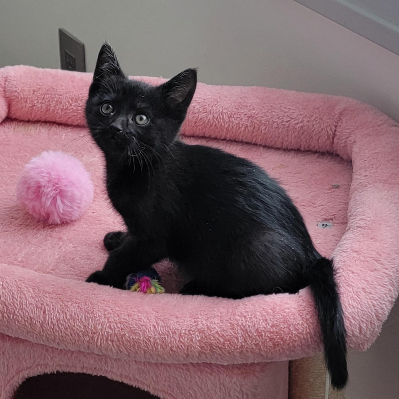 Enlarge Venus , a ADOPTABLE Domestic Short Hair in Wyandotte, MI image 4/6