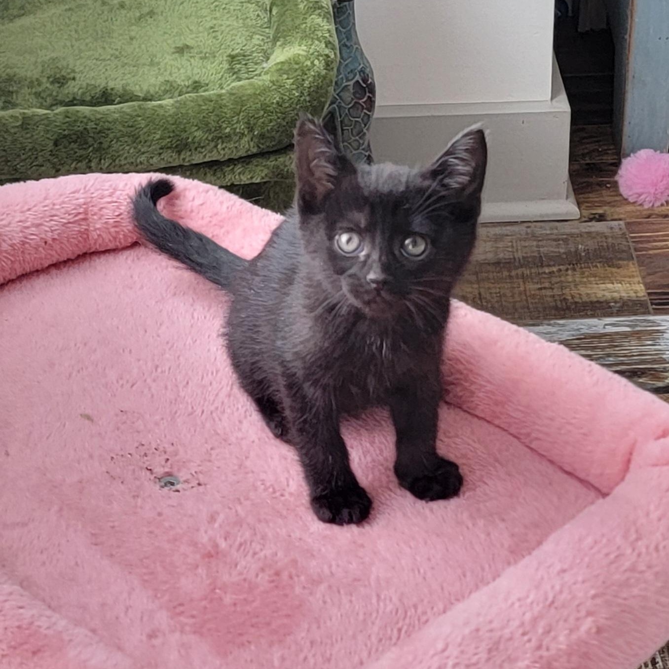 Enlarge Venus , a ADOPTABLE Domestic Short Hair in Wyandotte, MI image 6/6