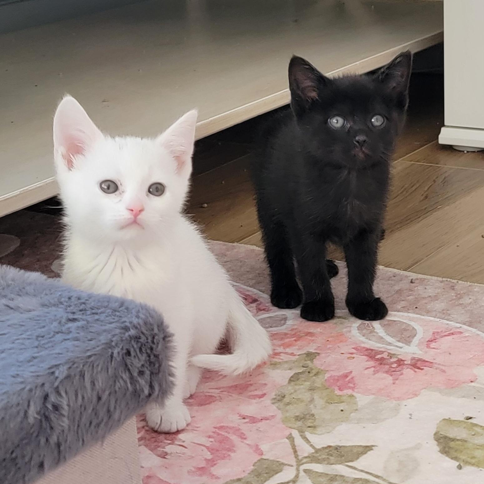 Venus , ADOPTABLE, Kitten Female Domestic Short Hair.