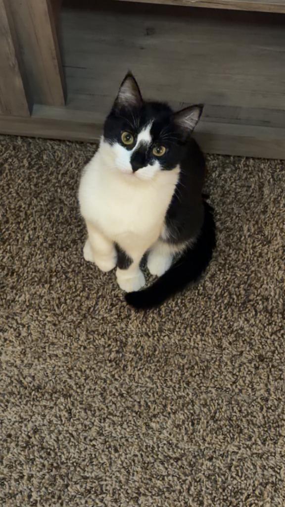 Enlarge Storm, a Adoptable Domestic Short Hair in Cloquet, MN image 1/3