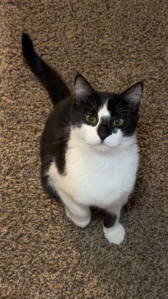 Enlarge Storm, a Adoptable Domestic Short Hair in Cloquet, MN image 3/3