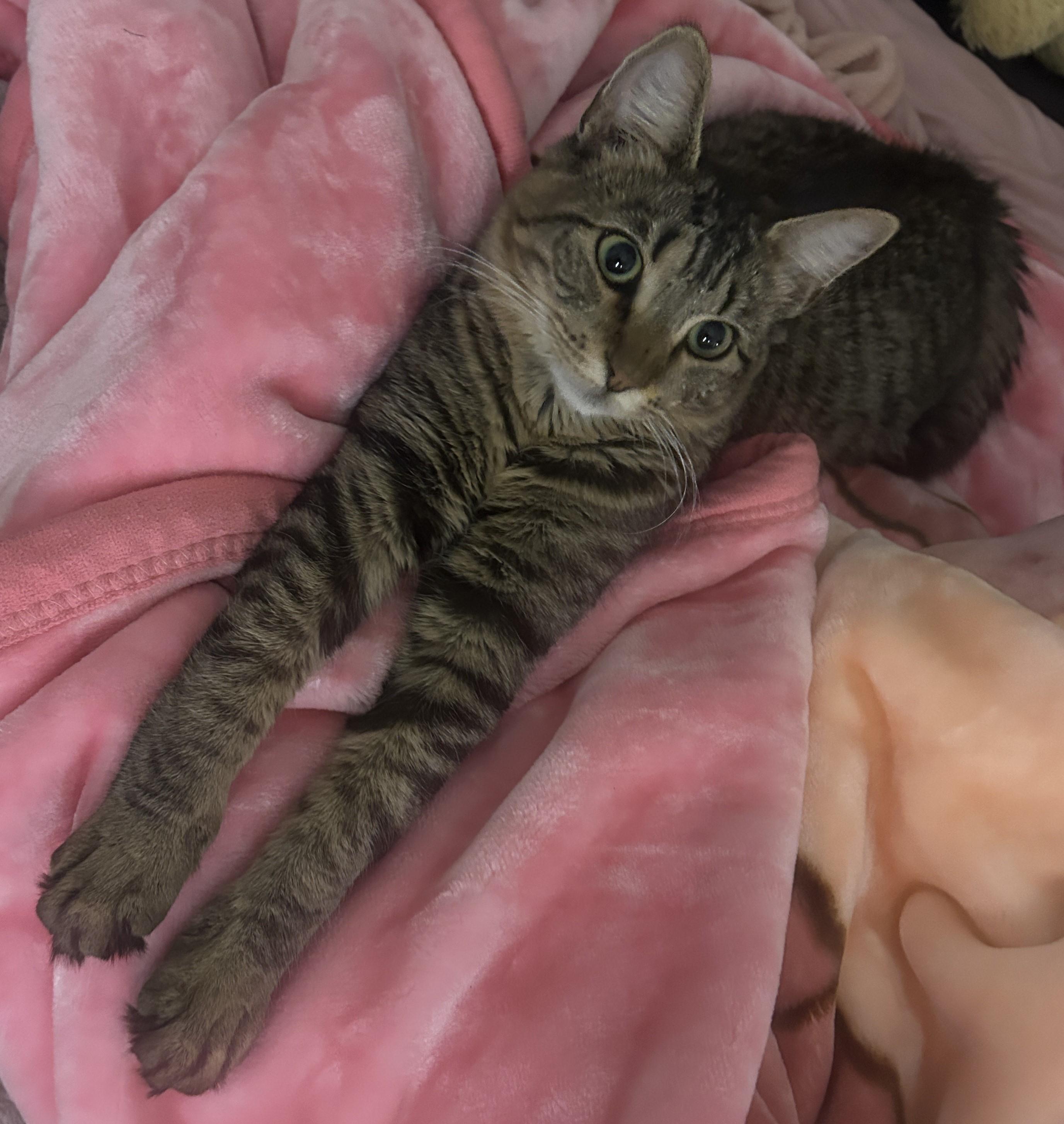 Edna, Adoptable, Adult Female Domestic Short Hair.