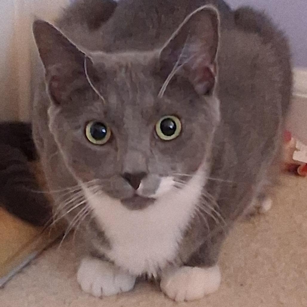 Enlarge Basil Ellis, a Adoptable Domestic Short Hair in Merrifield, VA image 1/5