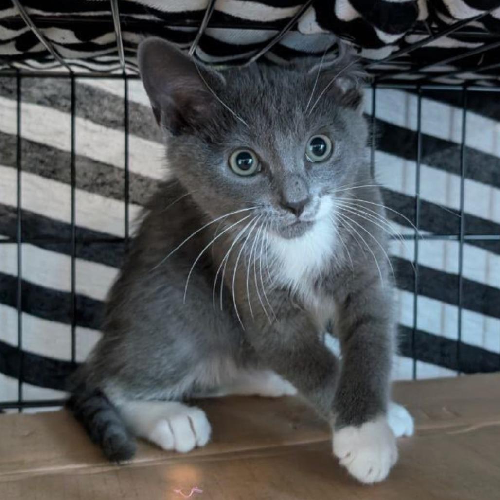 Basil Ellis, Adoptable, Young Male Domestic Short Hair.