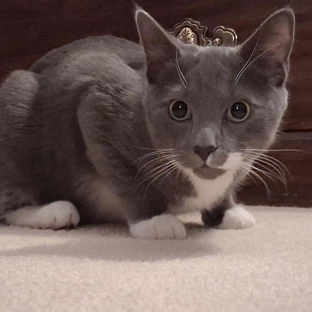 Enlarge Basil Ellis, a Adoptable Domestic Short Hair in Merrifield, VA image 3/5