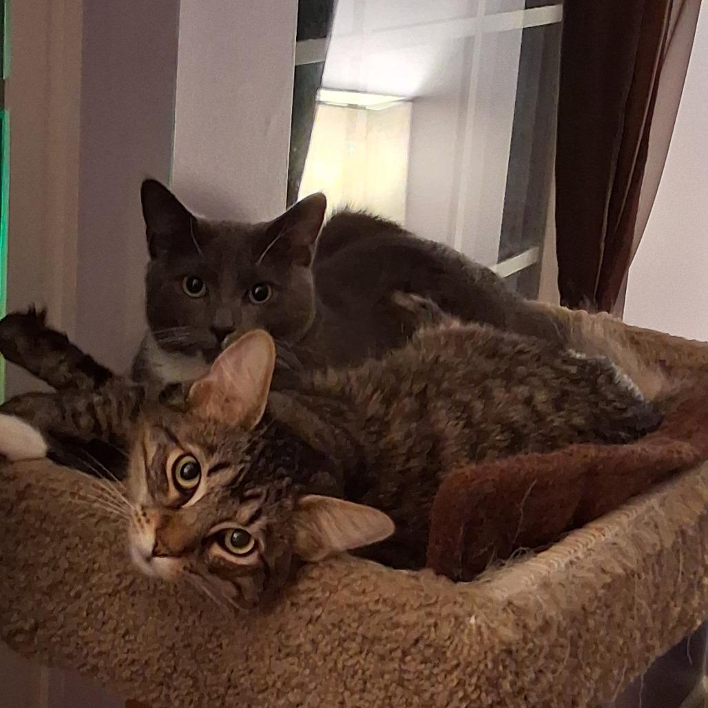 Enlarge Basil Ellis, a Adoptable Domestic Short Hair in Merrifield, VA image 4/5