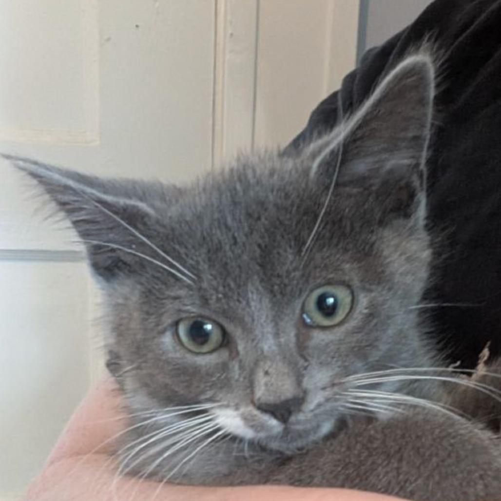 Enlarge Basil Ellis, a Adoptable Domestic Short Hair in Merrifield, VA image 2/2