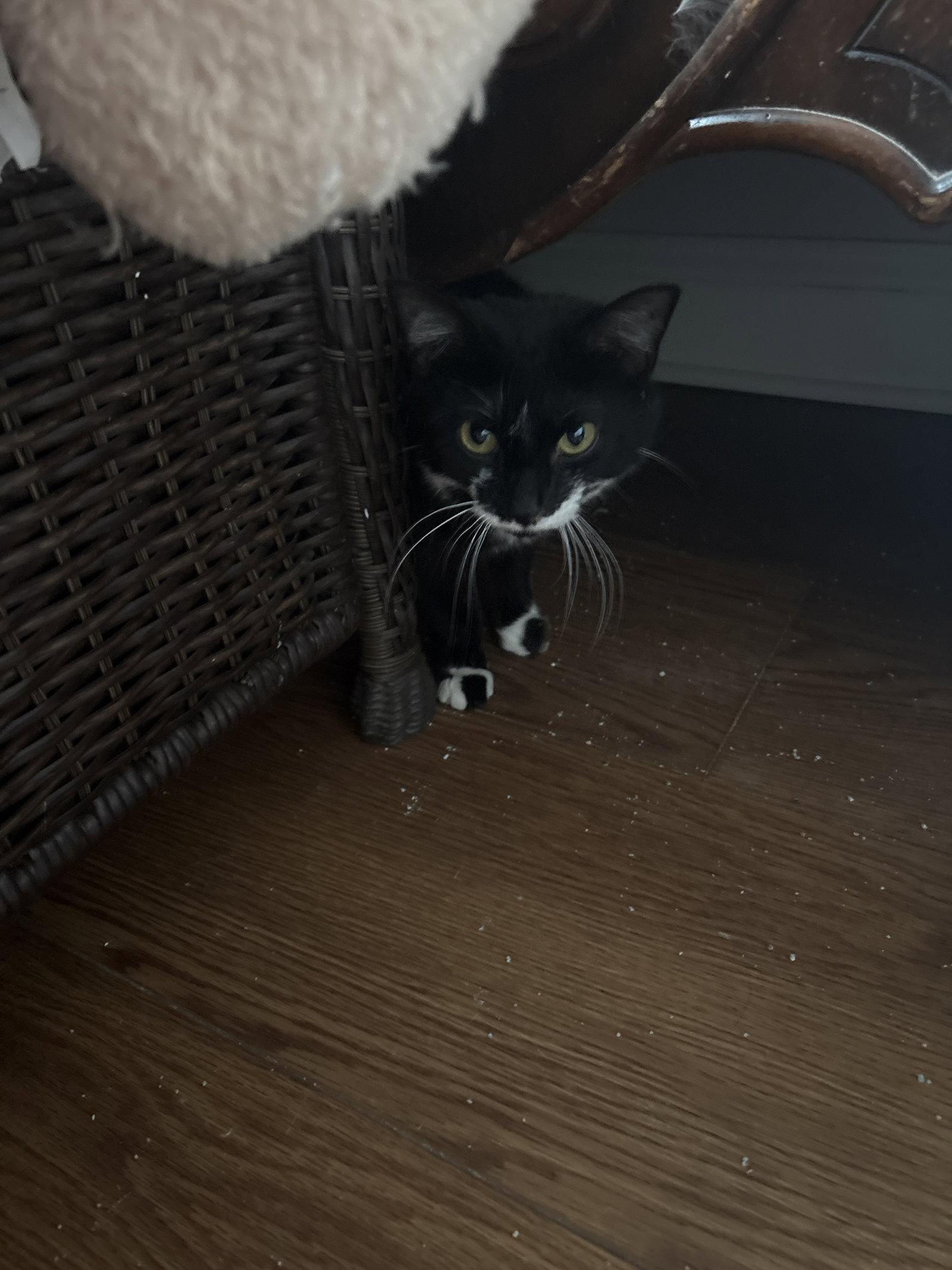 Lottie, Adoptable, Young Female Domestic Short Hair.