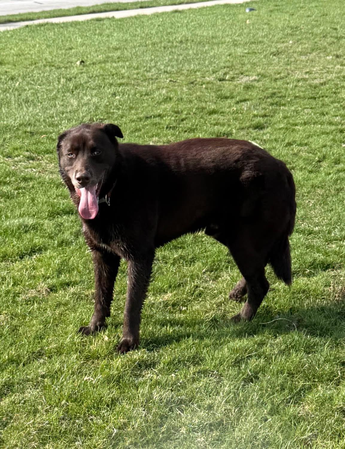 Enlarge Buddy, an adopted mixed breed in St Henry, OH image 2/2