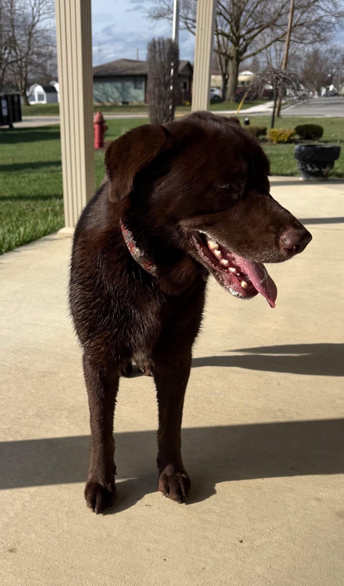 Buddy, adopted, Adult Male Chocolate Labrador Retriever.