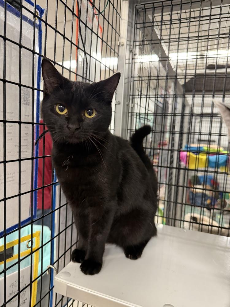 Enlarge izzy, a Adoptable Domestic Short Hair in Stockton, CA image 1/4