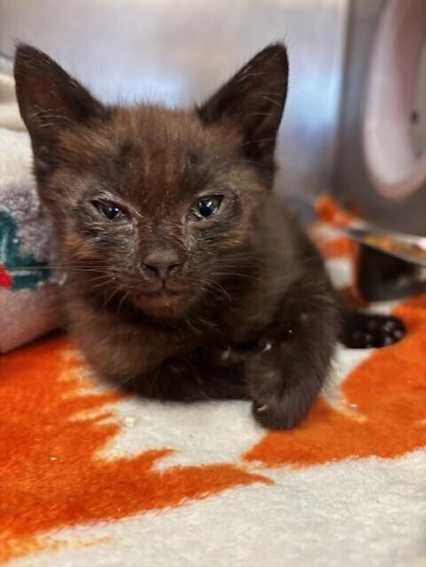 Enlarge izzy, a Adoptable Domestic Short Hair in Stockton, CA image 1/1