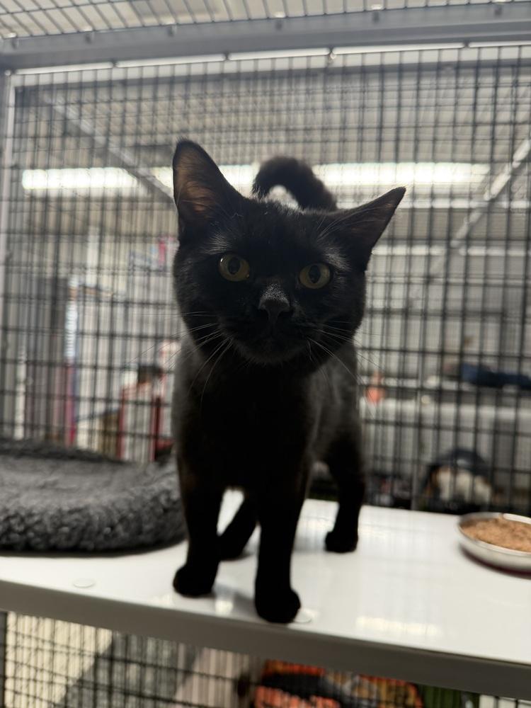 Enlarge izzy, a Adoptable Domestic Short Hair in Stockton, CA image 3/4