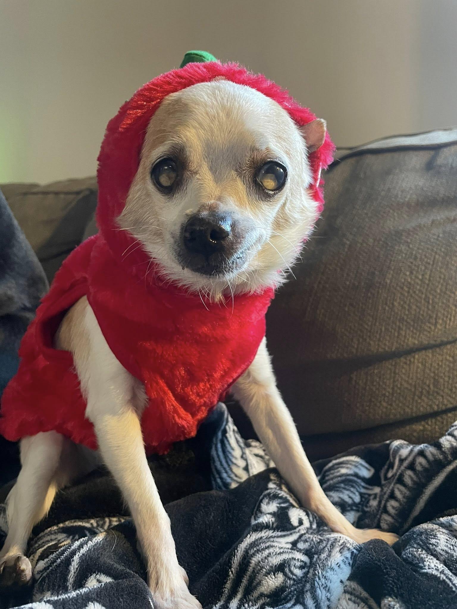 Sunny & Chery, a Adoptable mixed breed in Derby, NY image 2/6