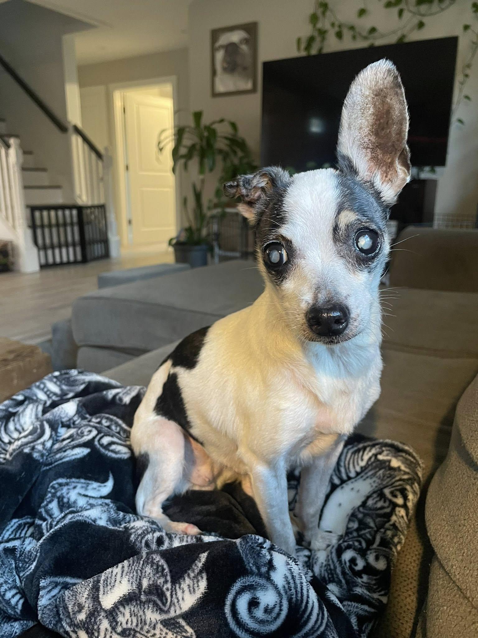 Sunny & Chery, a Adoptable mixed breed in Derby, NY image 3/6