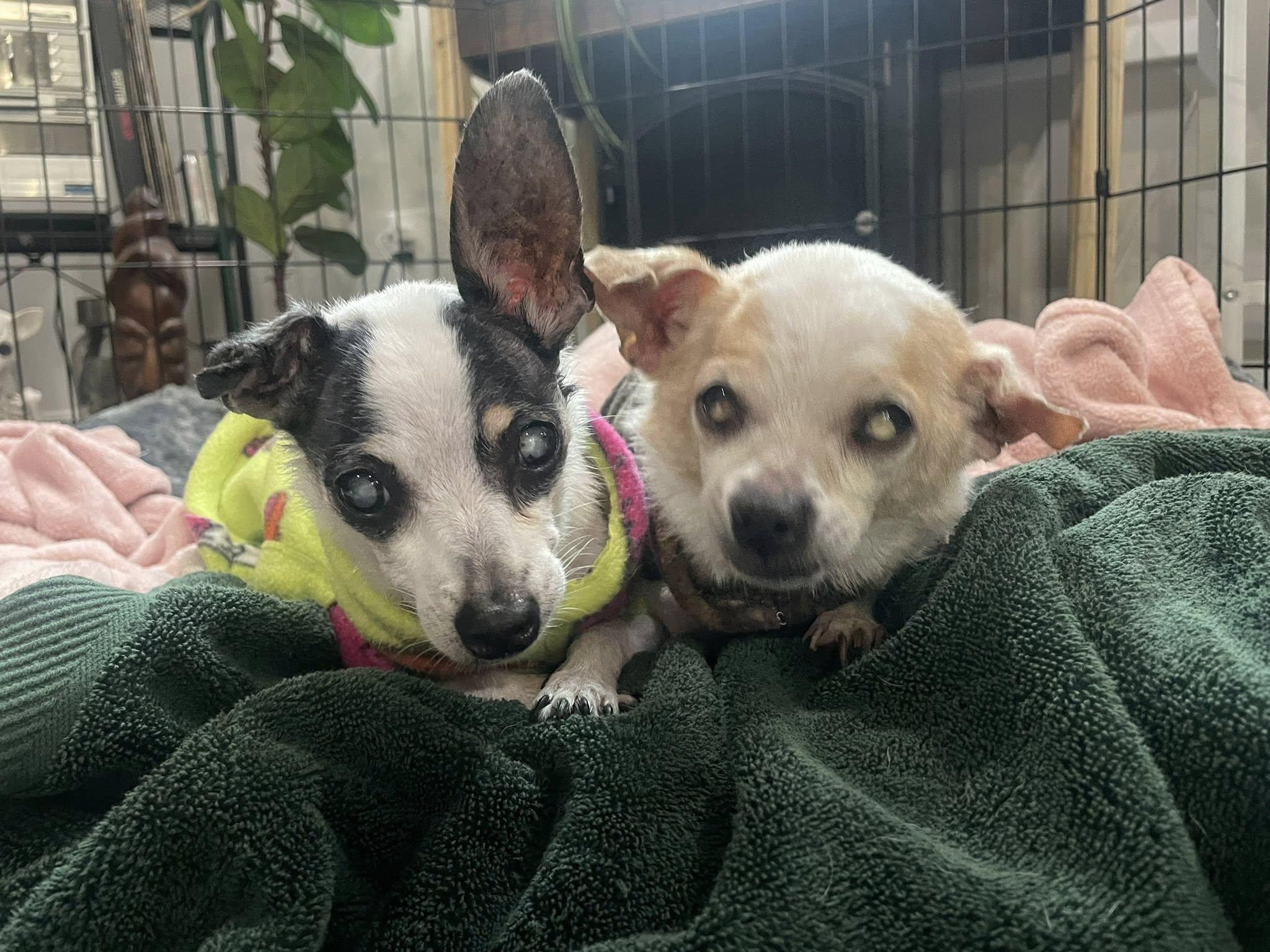 Sunny & Chery, a Adoptable mixed breed in Derby, NY image 4/6