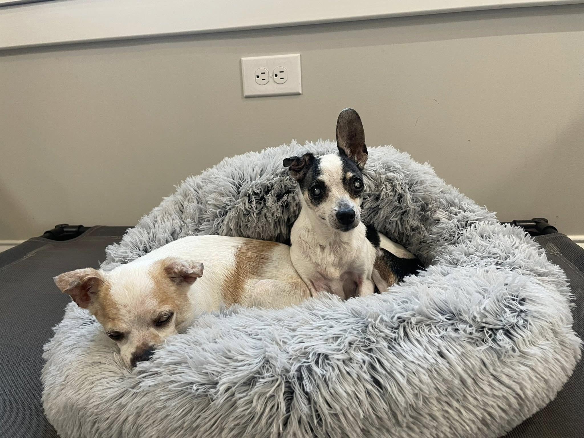 Sunny & Chery, Adoptable, Senior Female Chihuahua.