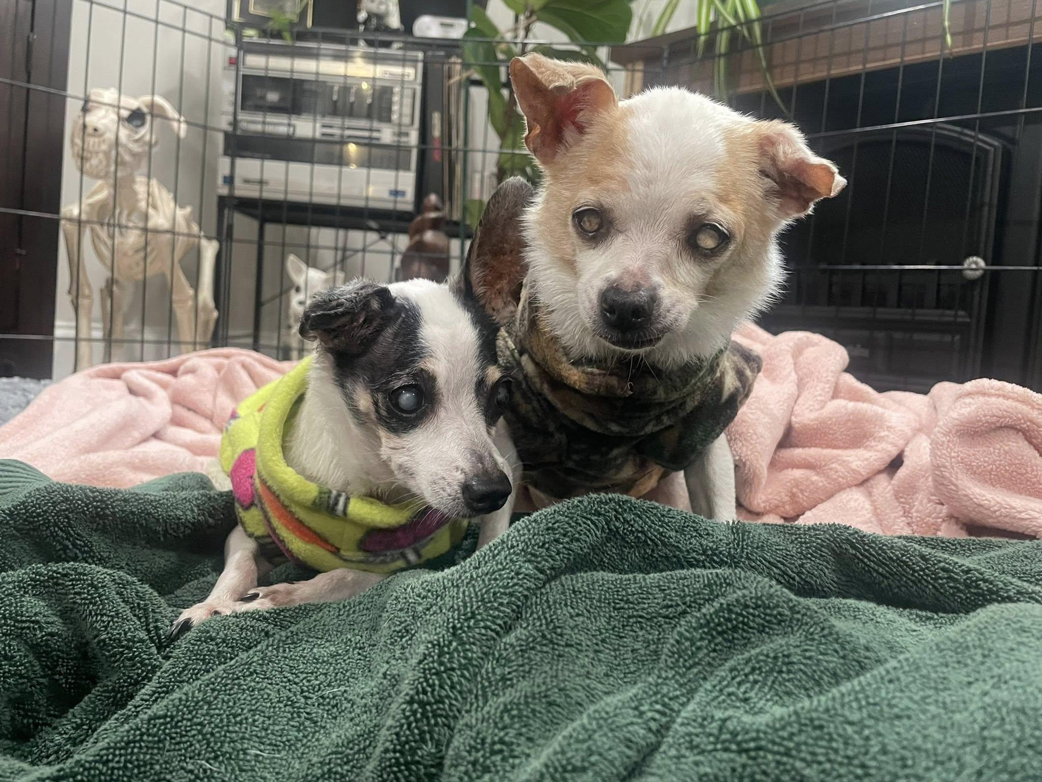 Sunny & Chery, a Adoptable mixed breed in Derby, NY image 5/6