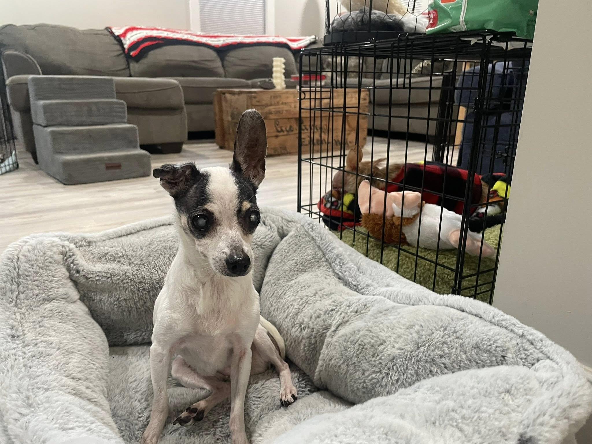 Sunny & Chery, a Adoptable mixed breed in Derby, NY image 6/6