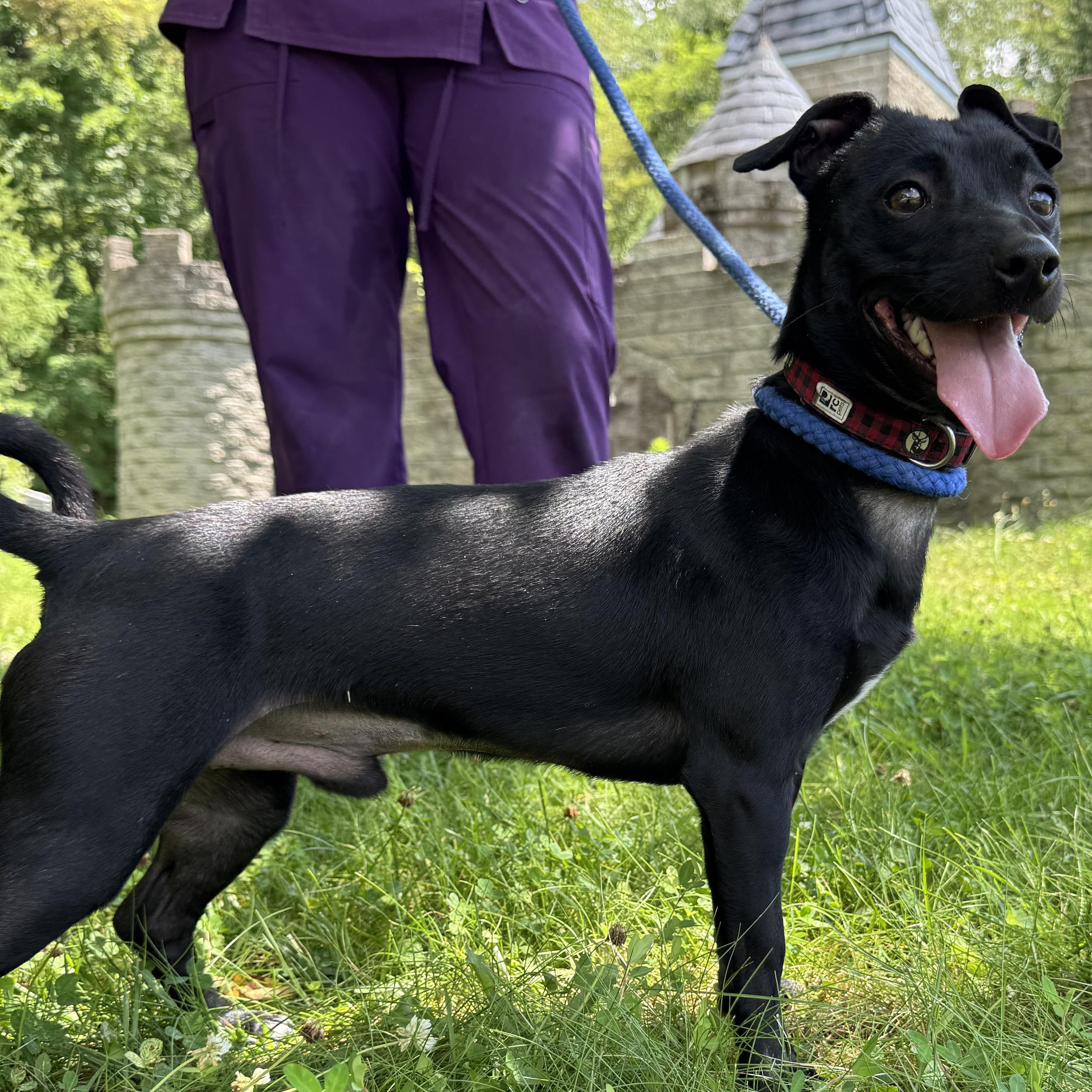 Blake, Adoptable, Young Male Chihuahua & Dachshund.