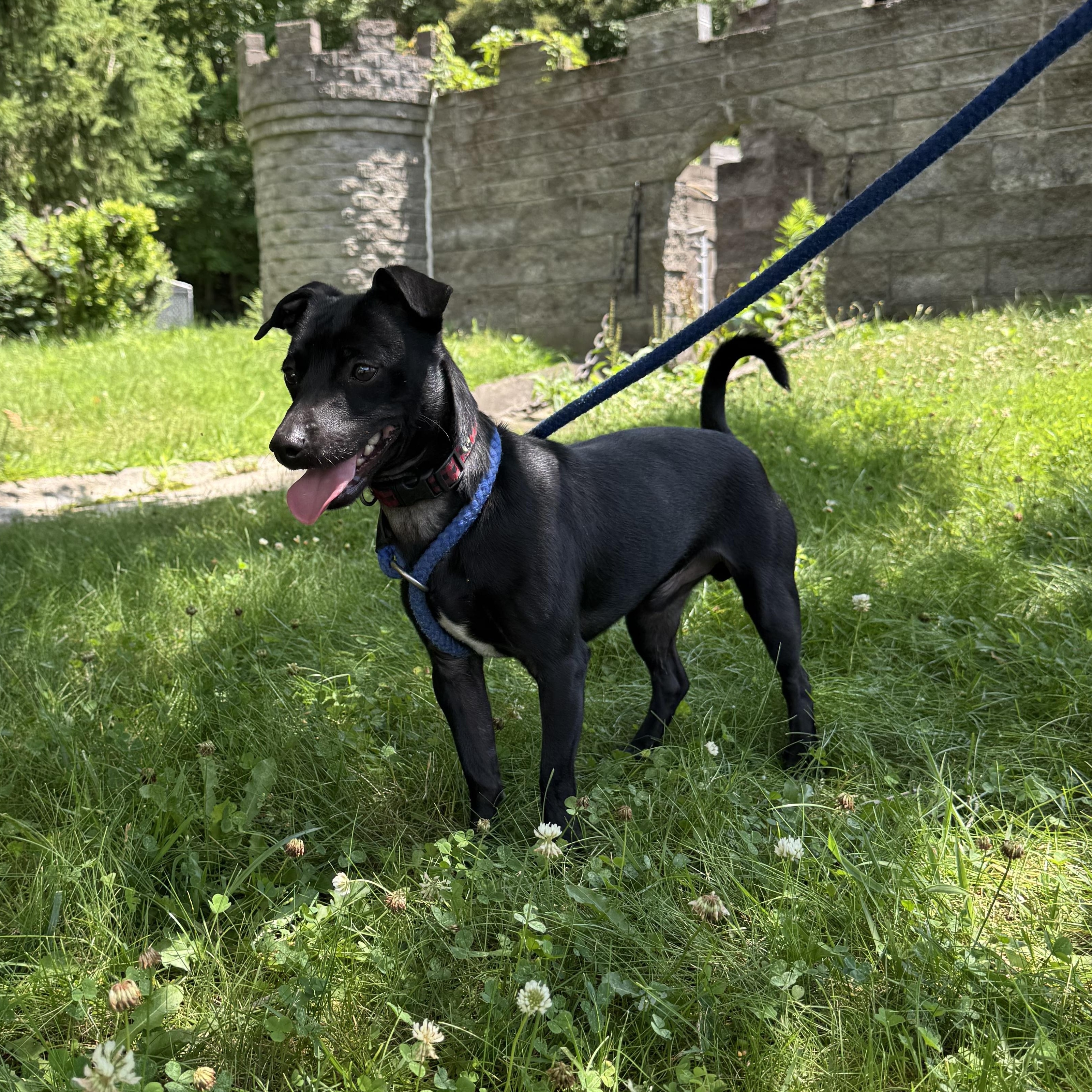 Enlarge Blake, a Adoptable mixed breed in Latrobe, PA image 2/2