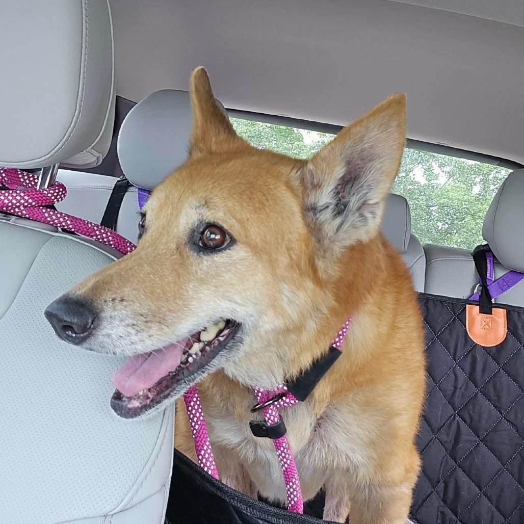 Enlarge Bella, a Adoptable Chow Chow in Elwood, IN image 1/1