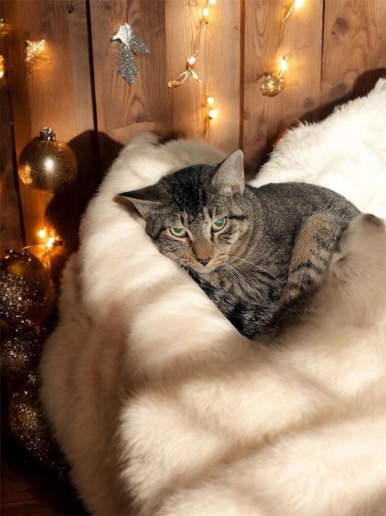 Mallow, Adoptable, Young Male Domestic Short Hair.