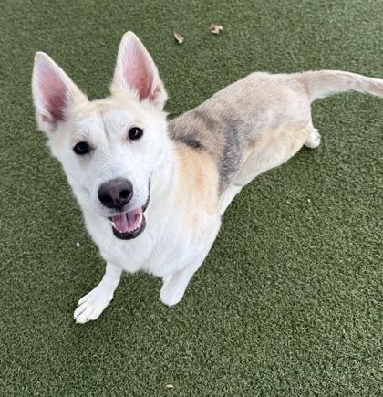 Enlarge Ponyo, a Adoptable mixed breed in Grapevine, TX image 2/2