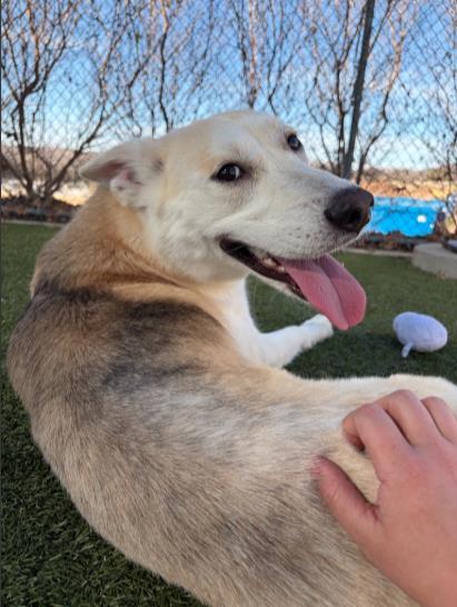 Enlarge Ponyo, a Adoptable mixed breed in Grapevine, TX image 2/2