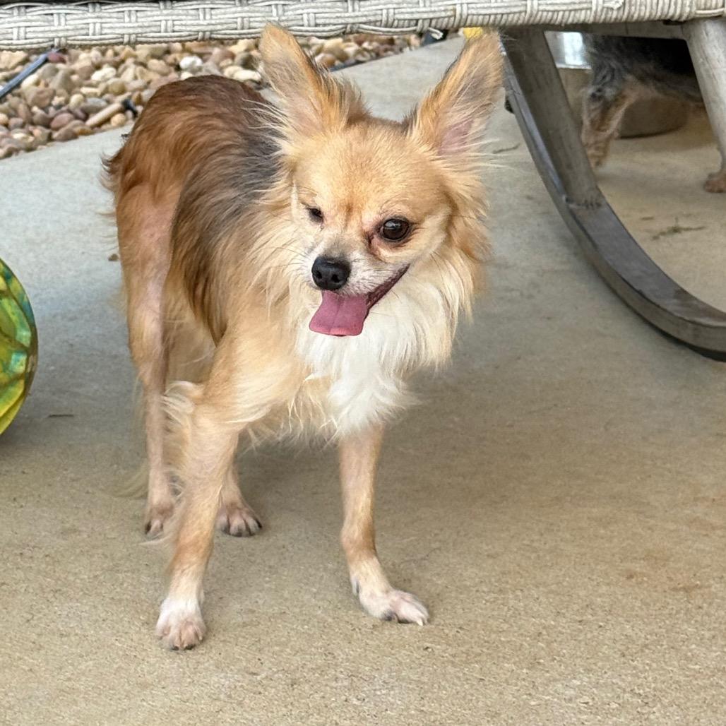 Doug, a Adoptable mixed breed in Southside, TN image 2/4