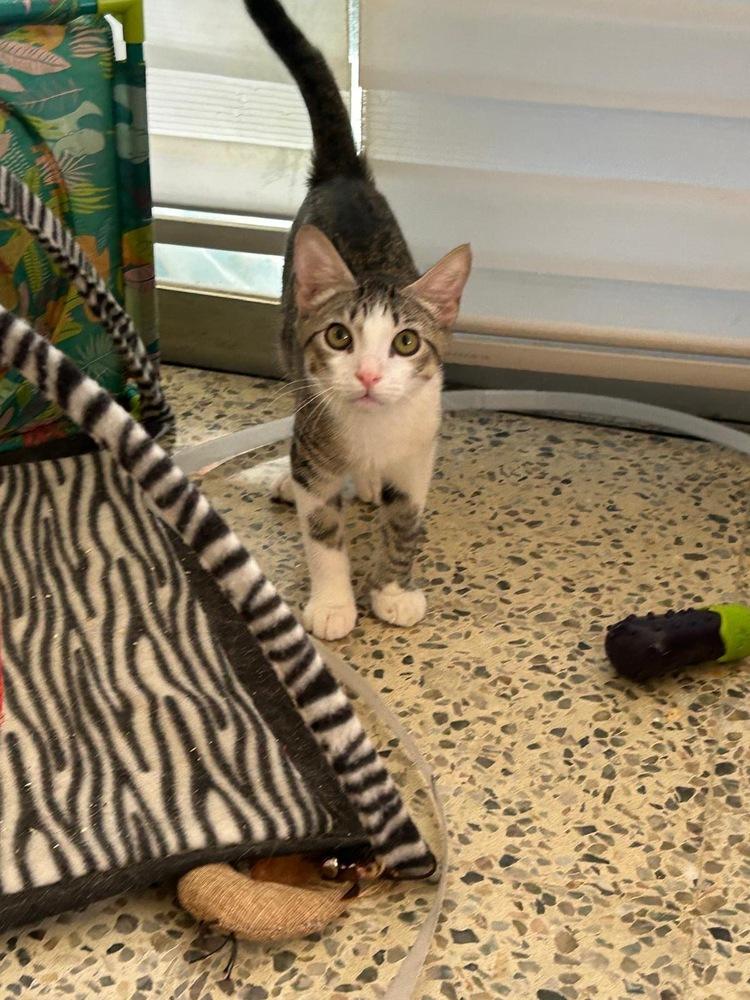Simba, Adoptable, Kitten Male Domestic Short Hair.