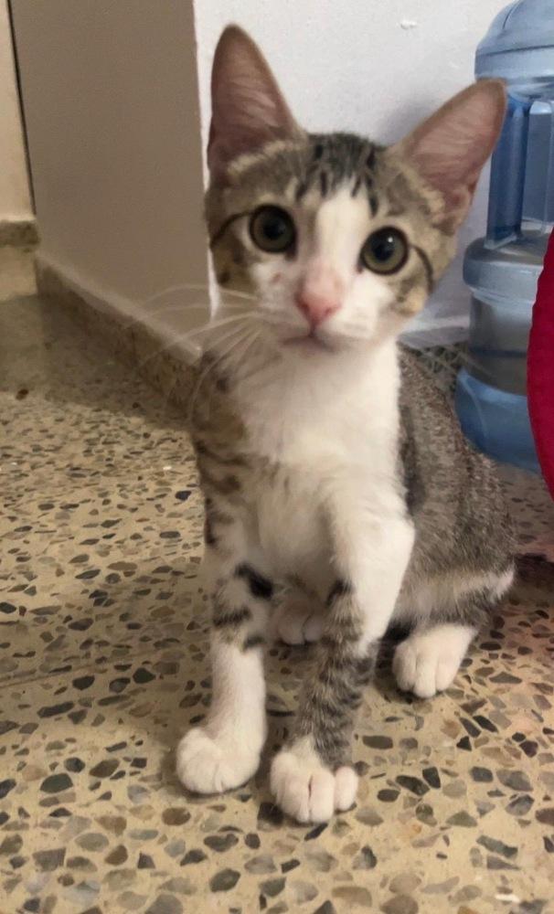 Enlarge Simba, a Adoptable Domestic Short Hair in Naranjito, PR image 2/3