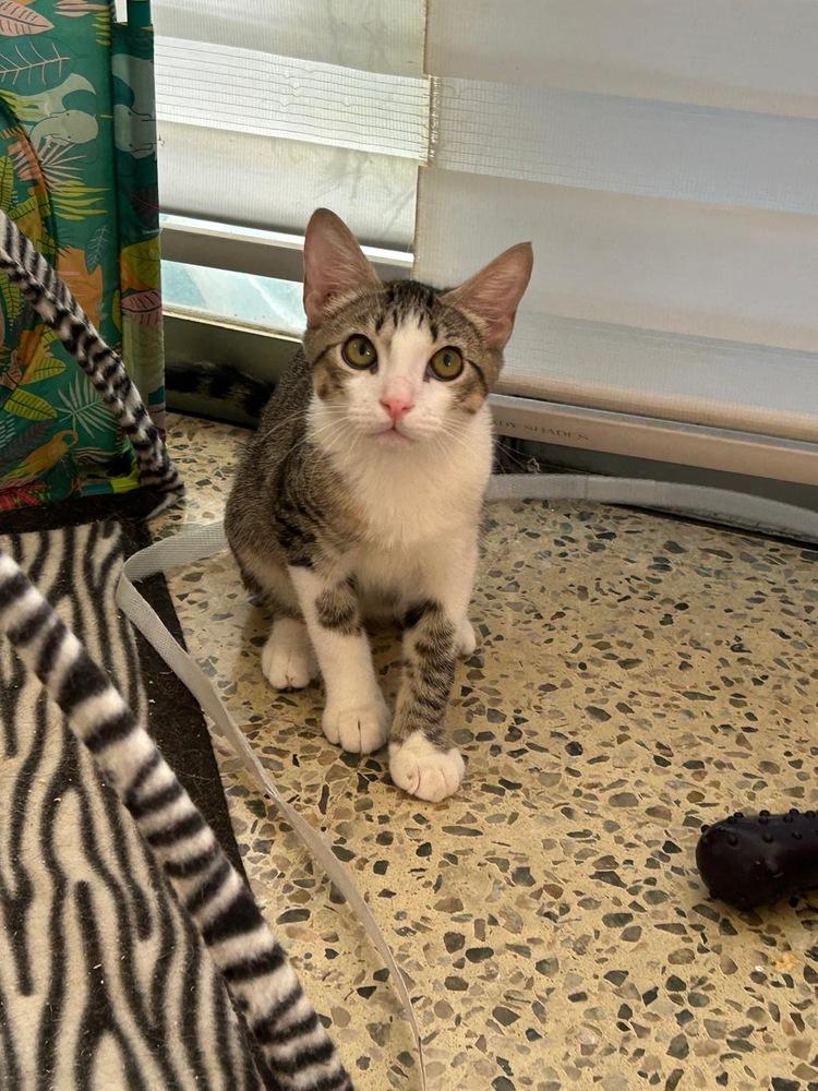 Enlarge Simba, a Adoptable Domestic Short Hair in Naranjito, PR image 3/3