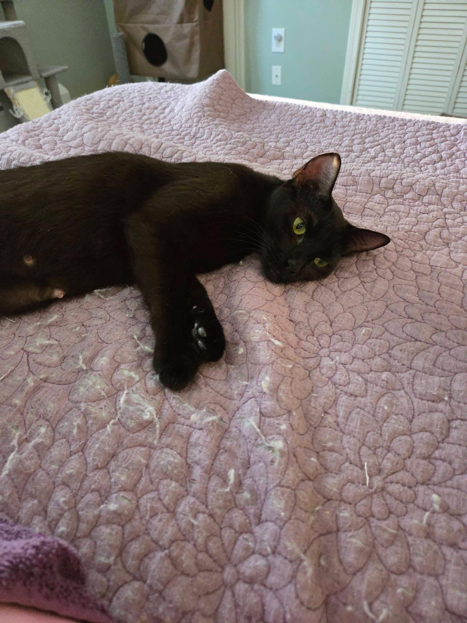 Enlarge Snickers , a ADOPTABLE mixed breed in Enfield, CT image 2/3