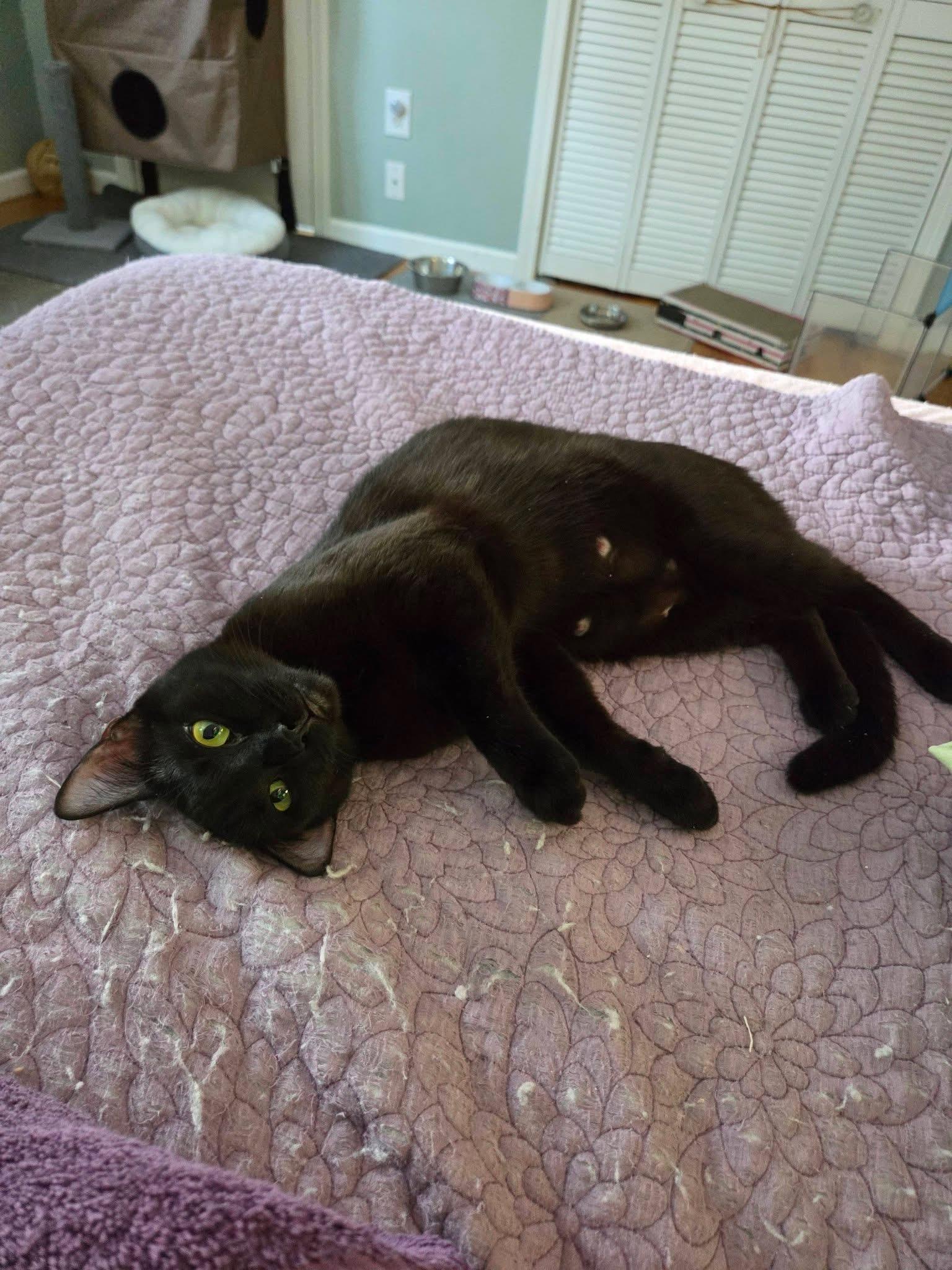 Enlarge Snickers , a ADOPTABLE mixed breed in Enfield, CT image 3/3