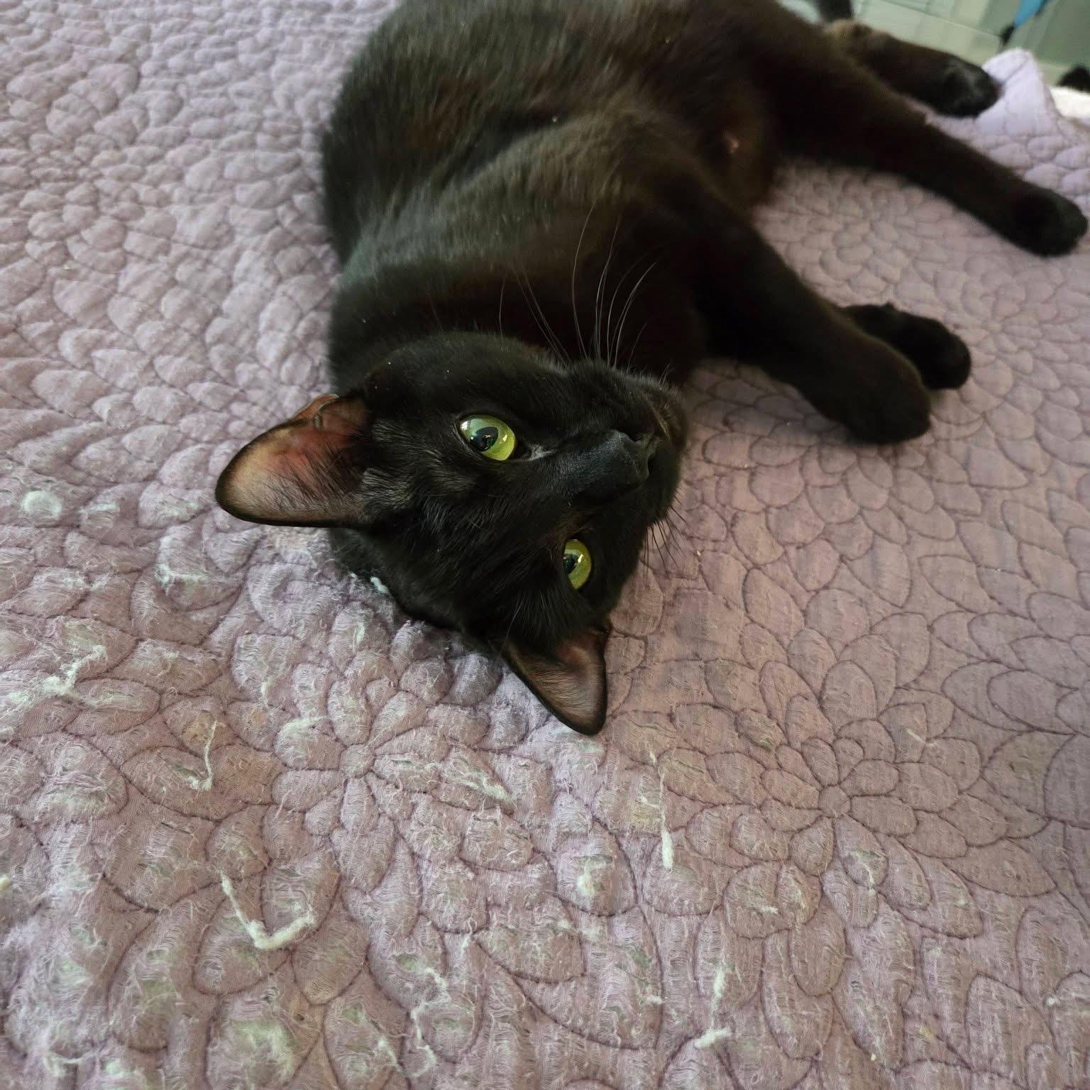 Snickers , ADOPTABLE, Young Female Bombay.